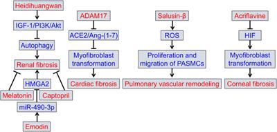 Editorial: Fibrosis: etiology, pathophysiology, measurements, and therapy